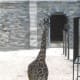 A giraffe at its outdoor enclosure before renovation.