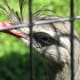 A bird posing for the camera, July 2008.