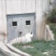 The white tiger waiting for meal time.