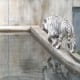 Rear view of white tiger.