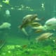 The large tank at the Amizonia exhibit, July 2008.