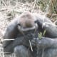 A closeup of a gorilla at the outdoor enclosure.