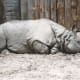 A rhinocerous at its outdoor enclosure, before renovation.