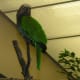 A bird indoors, July 2008