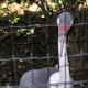 A large flightless bird at an outdoor exhibit, July 2008.