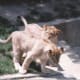 Lion cubs
