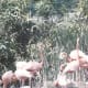 flamingos