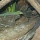 One of the many reptiles in the Smithsonian's collection, March 2019.