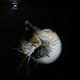 A nautilus at the now closed invertibrates exhibit, July 2008