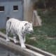The white tiger