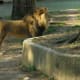 A lion strikes a pose, March 2019.