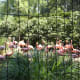Flamingos at an outdoor exhibit, July 2008