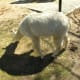 An alpaca ath the Kid's Farm, March 2019.
