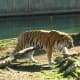 A tiger, March 2019.