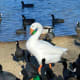American Coots and a white duck