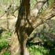 Oyster Creek