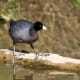 American Coot Bird