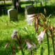 Blooming Lilies in Hodge’s Bend Cemetery