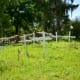 Wooden crosses in Hodge’s Bend Cemetery