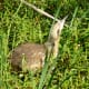 American Bittern