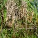 Blending into the landscape is an American Bittern