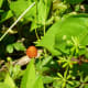 Wild raspberries