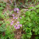 Oxalis wildflowers