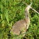 Extending its neck is an American Bittern