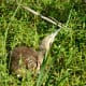 American Bittern