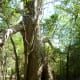 One trail leads to this old pecan tree.