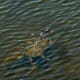 Swimming Turtle in Cullinan Park