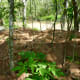 Anthills near Oyster Creek in Cullinan Park