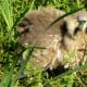 The defensive stance of an American Bittern at Cullinan Park