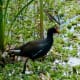 Common Moorhen