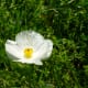 Pretty wildflower