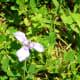 Prairie Nymph Wildflower