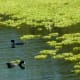 American Coots