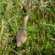 American Bittern