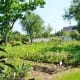 Nice looking garden!