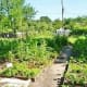 Raised garden beds