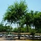 Rental golf carts