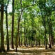 Many trees in the park
