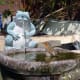 Robin in pond birdbath