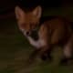 British Urban Fox passing through the garden