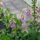 Foxglove in the vegetable garden
