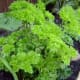 Parsley
