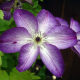 Clematis