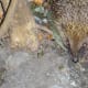 Hedgehog visiting the garden