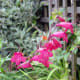medieval-garden