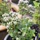 Marjoram
